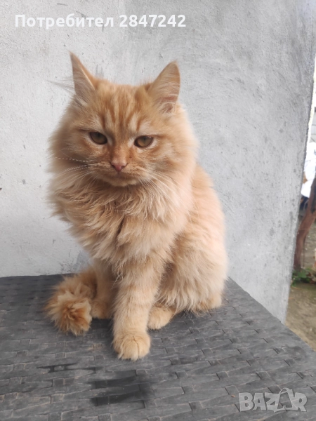 Риж пух, снимка 1