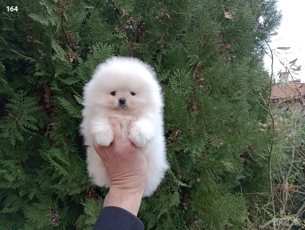 Померан. Бяло момче. Реални снимки!, снимка 1