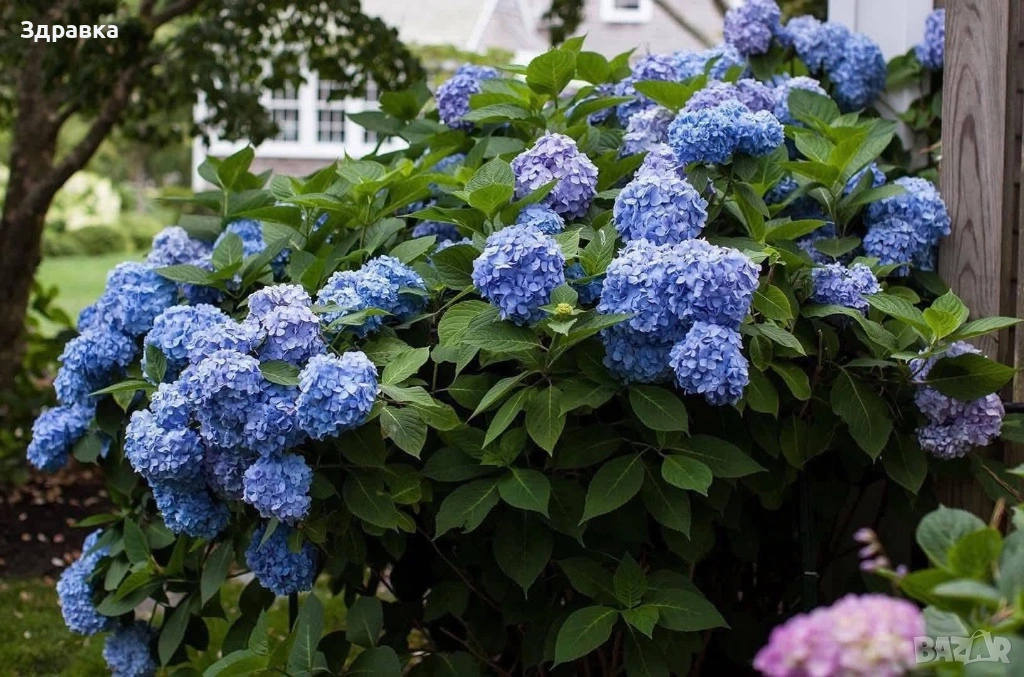 Синя хортензия , снимка 1