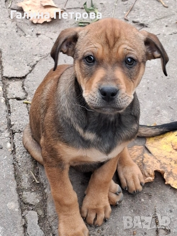 Кой ще се отзове?, снимка 5 - Питбул - 52484104