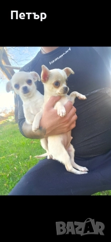чихуахуа момче и момиче, снимка 11 - Чихуахуа - 52470564