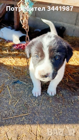 Каракачанки кучета , снимка 7 - Каракачанска овчарка - 52521908