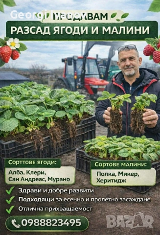  ягуди и малини, снимка 4 - Разсади - 53695437