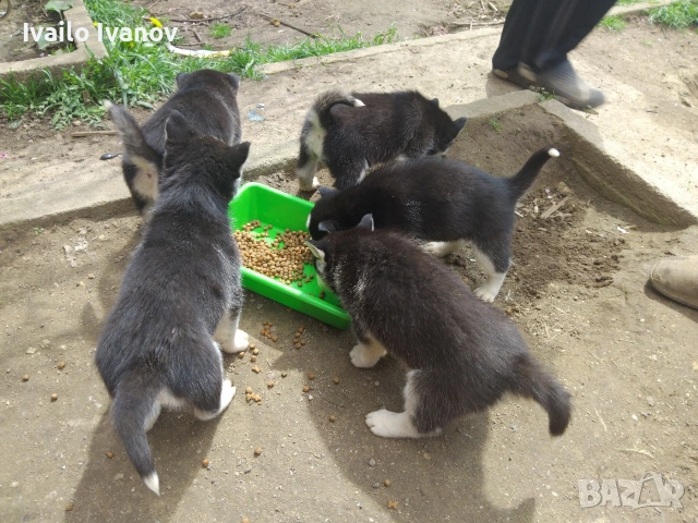 Малки кученца Сибирско хъски, снимка 2 - Хъски - 54125376