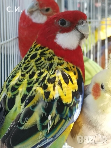 Различни видове папагали , снимка 2 - Папагали - 51972963