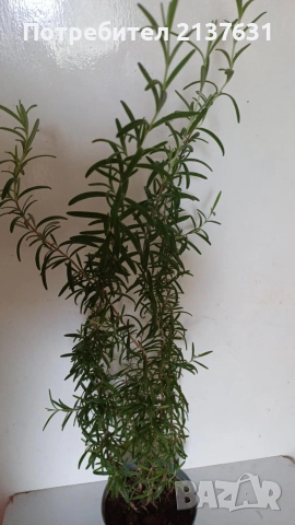 РОЗМАРИН - реални снимки , снимка 2 - Градински цветя и растения - 51774688