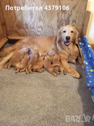 Голдън ретривър  златисто момче родословна майка, снимка 4 - Голдън ретривър - 52823551