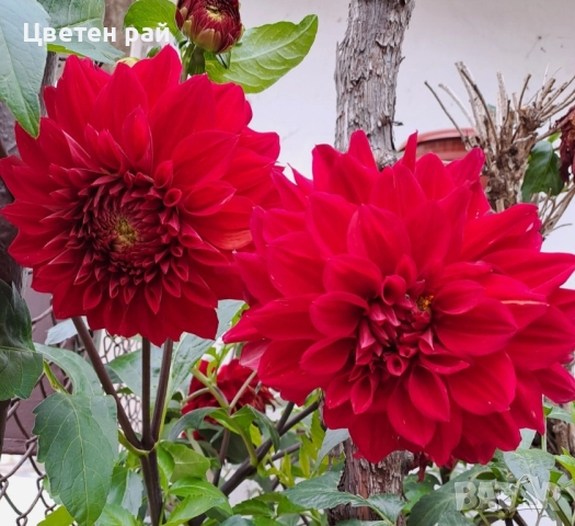 Грудки на няколко цвята далии , снимка 4 - Градински цветя и растения - 52506160