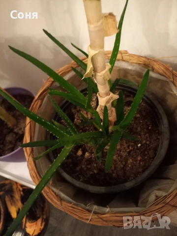 Алое,фикус,замиокулкас, драцена и др, снимка 5 - Стайни растения - 49988795