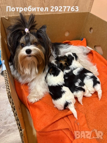 Бивер йоркширски териер