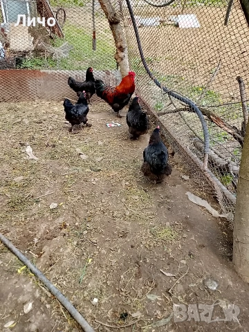 продавам яйца , снимка 4 - Кокошки и пуйки - 54288323