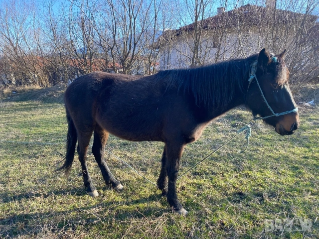 Кобили, снимка 2 - Коне - 52208617