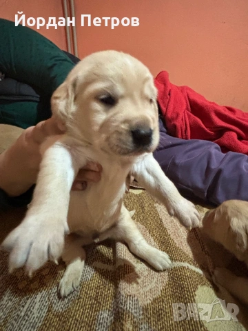 Голдън редривър , снимка 4 - Голдън ретривър - 53274440