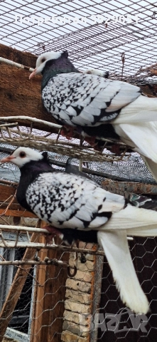 Продавам Нюмберски гълъби, снимка 8 - Гълъби - 52589186