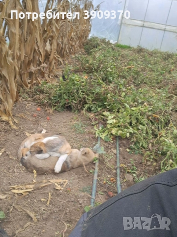 Подаряват се три принцеси, снимка 11 - Други - 52689762