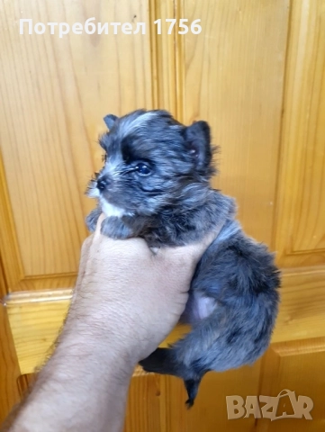 blue merle, little girl., снимка 1