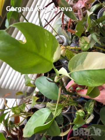 Rhaphidophora Tetrasperma Albo Variegata ( monstera minima)