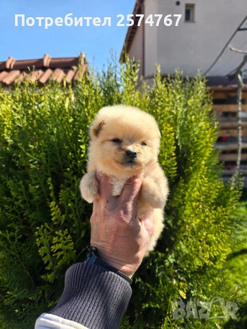 Мини шпицове , снимка 8 - Шпиц - 53847019