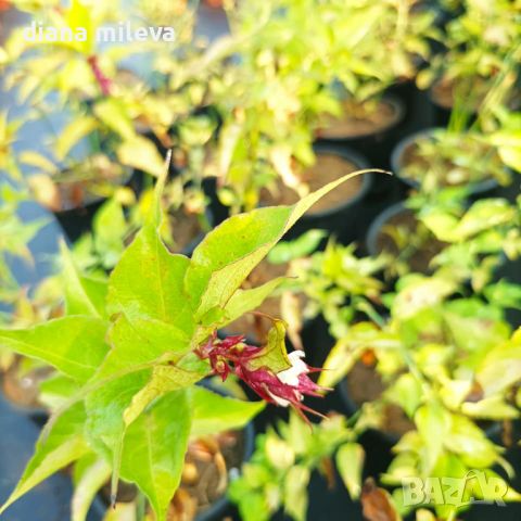 Лейцестерия Хималайски орлови нокти (Leycesteria formosa Himalayan honeysuckle), снимка 8 - Градински цветя и растения - 45530886