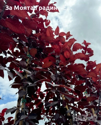 Червенолистна Слива