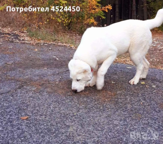 Продавам чистокръвно женско алабайче , снимка 5 - Алабай - 53420708
