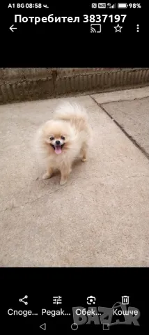 мъжки на 2 години , снимка 2 - Померан - 49886922