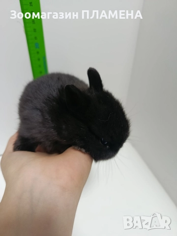 Мини зайчета , снимка 5 - Декоративни зайчета - 52481352