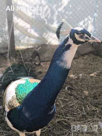 ПАУНИ АРЛЕКИН , снимка 12 - други­ - 49967747