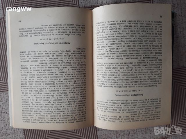 декоративни растения в училището, снимка 4 - Градински цветя и растения - 45632758