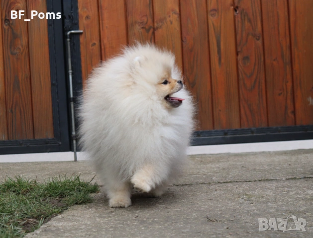 Страхотно момченце померан с родословие FCI, снимка 9 - Померан - 52918943