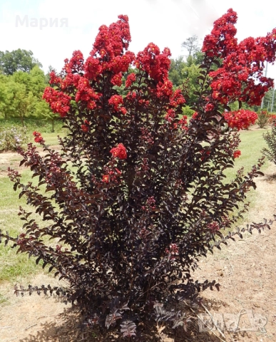 Индийски люляк / Лагерстремия, снимка 5 - Градински цветя и растения - 51934235