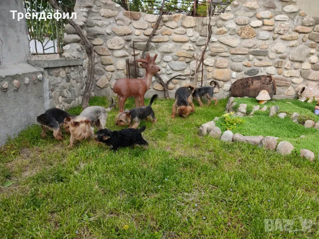 Две кученца Йоркширски териер в очакване на новите си семейства, снимка 10 - Йоркширски териер - 47249722