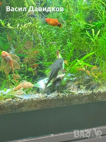 Анцуструс L144 , 183 , коридораа Венецуела , снимка 6 - Рибки - 53884676