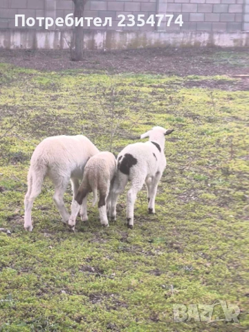 овце и агнета, снимка 8 - Овце - 53711725
