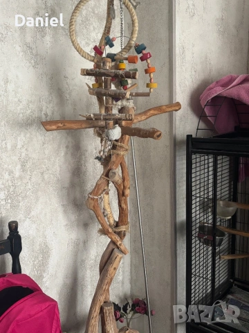 Амазонски папагал , снимка 5 - Папагали - 53760565