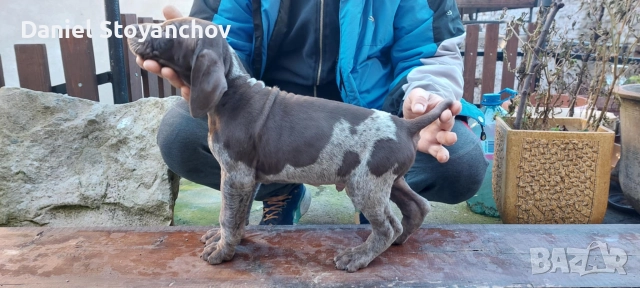 Чистокръвни курцхаари 