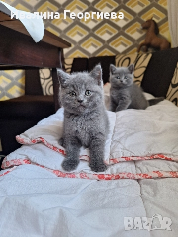 британска късокосместа