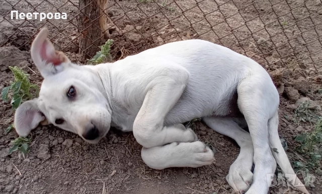 Лабрадор ретривър на три месеца - женски., снимка 6 - Лабрадор ретривър - 51662656