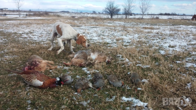 Пойнтер обучен за лов 