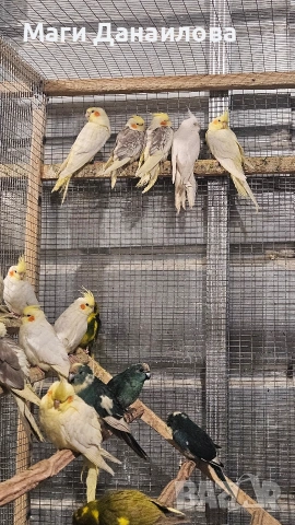 Свободни папагали, снимка 7 - Папагали - 54031471