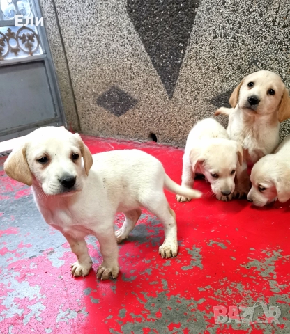 Лабрадор ретривър 