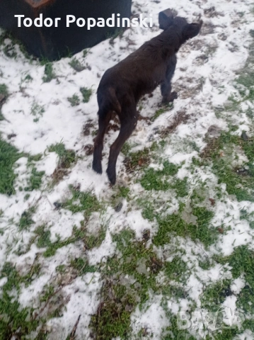 Куче дратхар срешно, снимка 10 - Дратхаар - 53128897