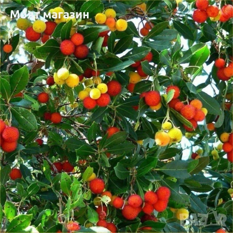 Ягодово дърво, снимка 4 - Градински цветя и растения - 53632535