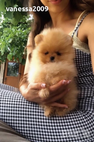 Продавам померани, снимка 16 - Померан - 33241409