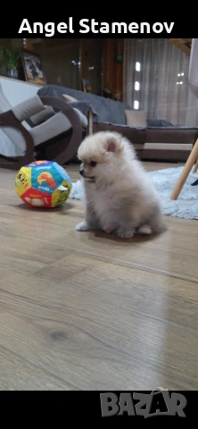 Померан,мини момченце с всички необходими ваксини и документи!!!, снимка 6 - Померан - 53208705
