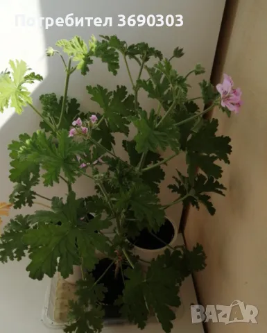 Индрише в саксия с цвят,цена 5 евро за брой, височина 15-20 см, био и екологично подходящо за лекарс, снимка 3 - Стайни растения - 50122301