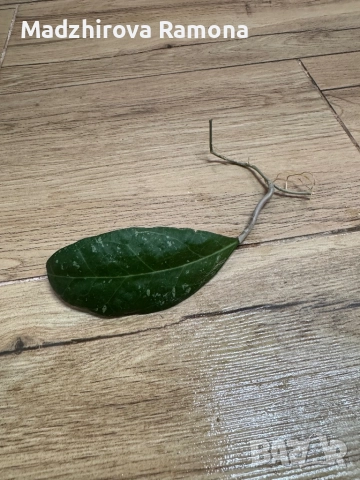 Hoya Verticillata wayang 