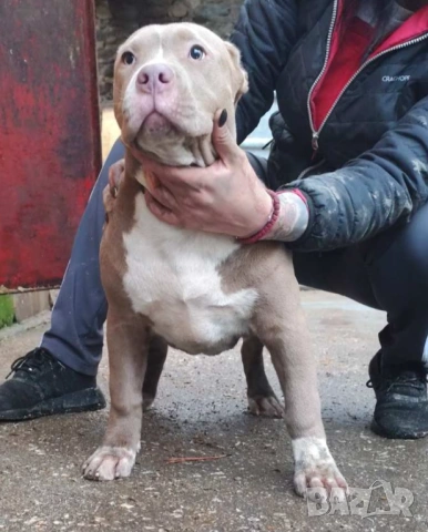 Американско були хл American bully XL, снимка 10 - Други - 51978331