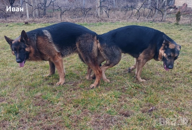 малки немски овчарки, снимка 9 - Немска овчарка - 52921710