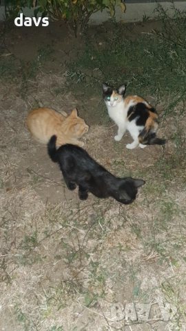 Малки котета – различни шарки, снимка 11 - Други - 51939189
